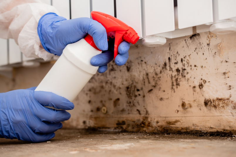 beyond-aesthetics-mold-remediations-health-benefits